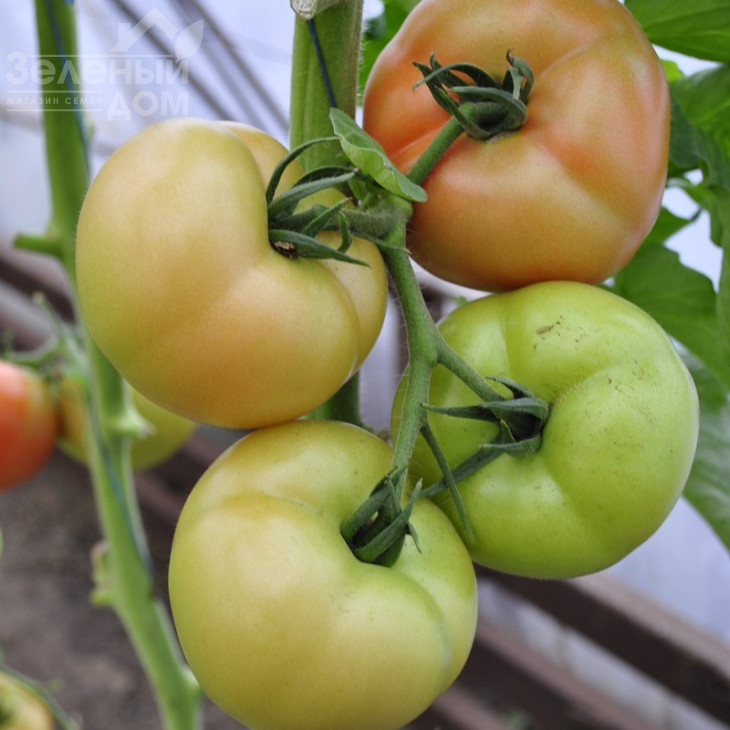 Панамера F1 / Panamera F1,60-62 дні фото 7