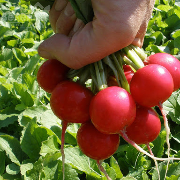 Квінта / Kvinta,25-30 днів фото 1