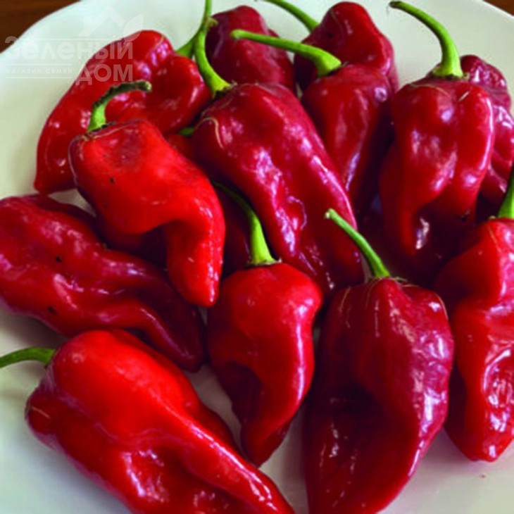 9020 F1 / 9020 F1, 60 днів фото 2