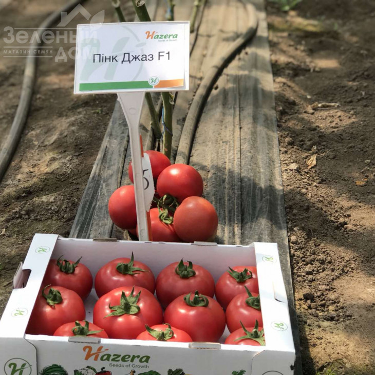 Пінк Джаз F1 / Pink Jazz F1,70-75 днів фото 1