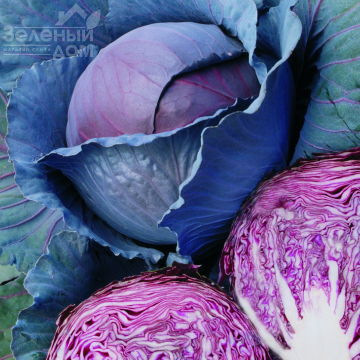 Ред Дінасті F1 / Red Dynasty F1,70 днів фото 1