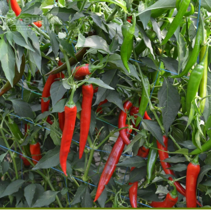 Сахем F1 / Sahem F1, 70-75 дней фото 1