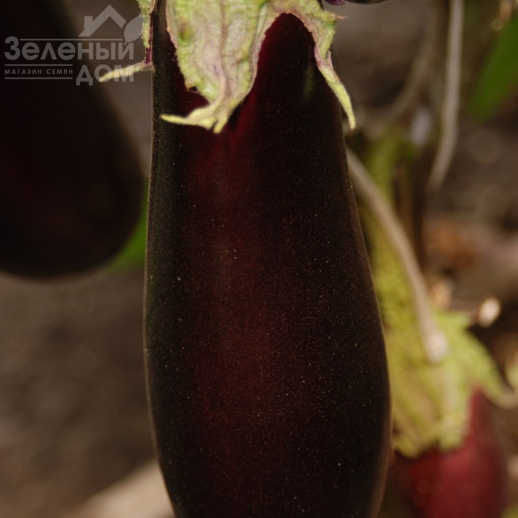 Фабіна F1 / Fabina F1,70-75 днів фото 4