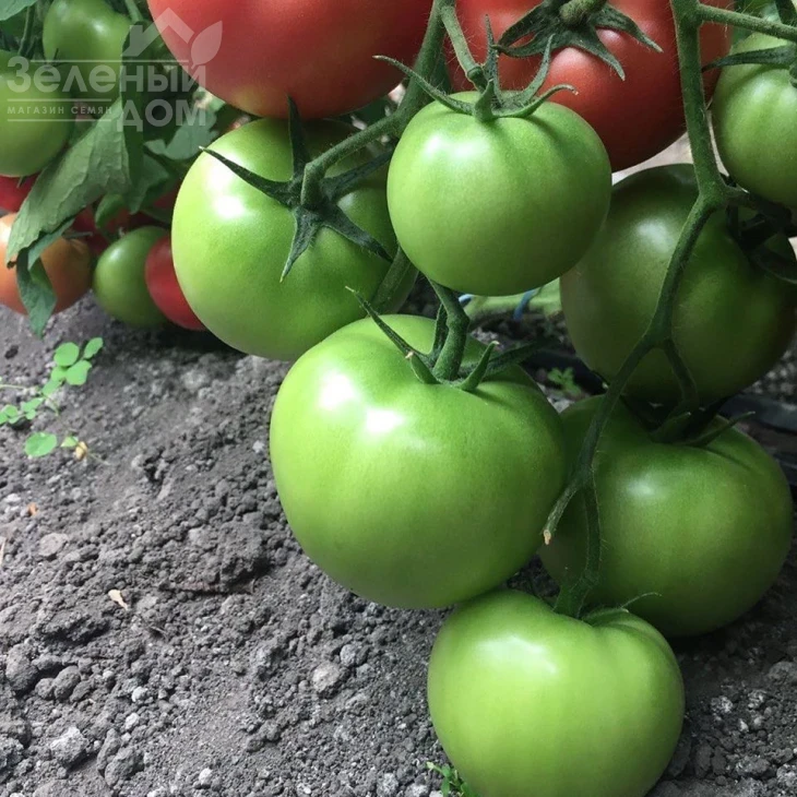 Сапфир F1 / Sapphire F1,95 дней фото 2