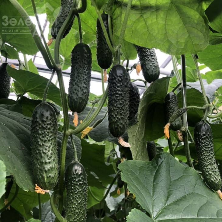 Ілонара F1 / Ilonara F1 фото 1