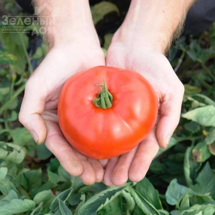 Флорида F1 / Florida  F1,75 дней фото 2