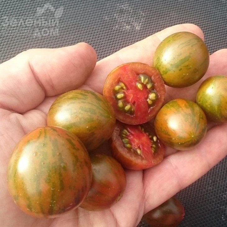 Тігріно F1 / Tigrino F1,60-70 днів фото 2