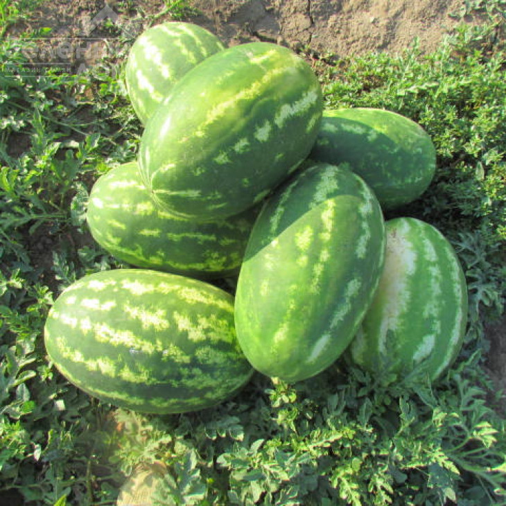 ЛС 1665 F1 / LS 1665 F1,58-60 днів фото 4