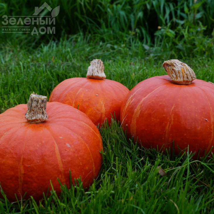 Брайт Саммер F1 / Bright Summer F1, 75-80 днів фото 1