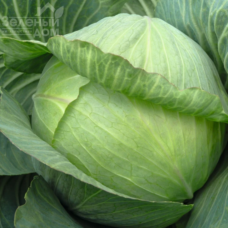 Парадокс F1 / Paradox F1,140 дней фото 1