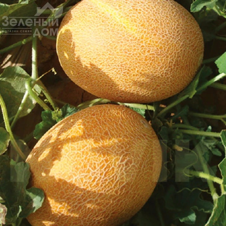 Нево F1 / Nevo F1,50-55 дней фото 1