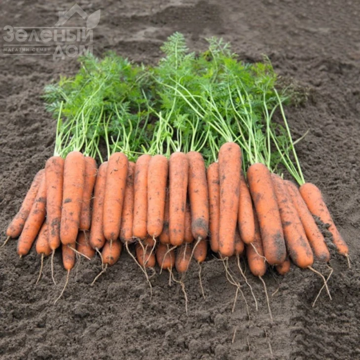 Новара F1 / Novara F1, 115 дней фото 1