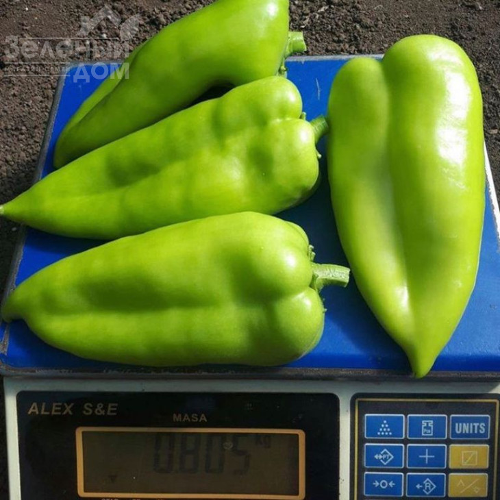 Аріадні F1 / Ariadni F1,65-70 днів фото 2