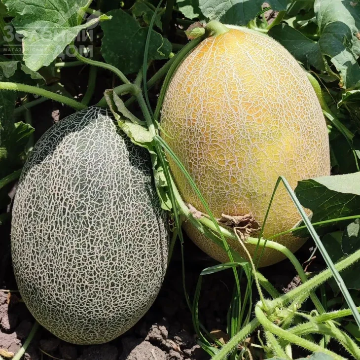 Сицилия F1 / Sicilia F1 фото 2