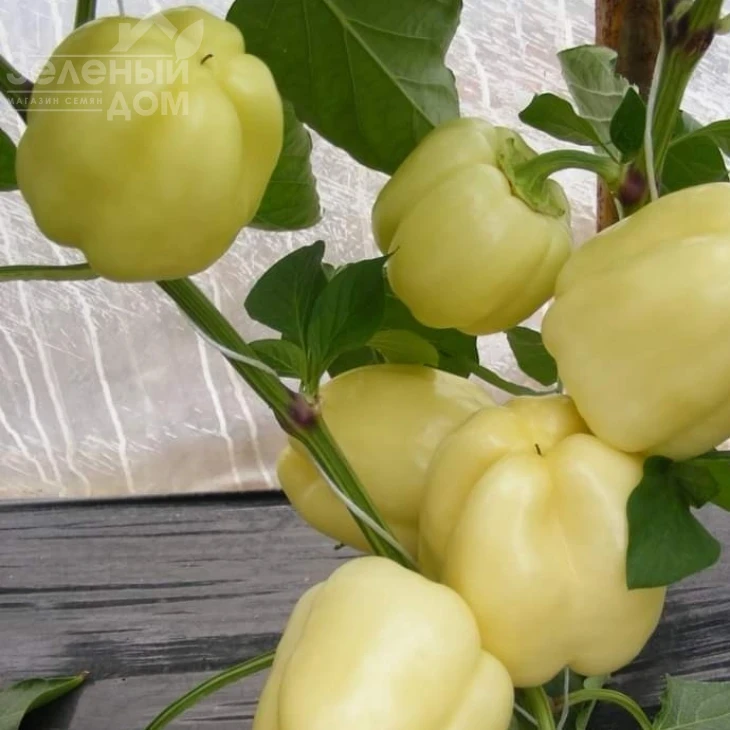 Диадема F1 / Diadema F1,60 - 65 дней фото 1