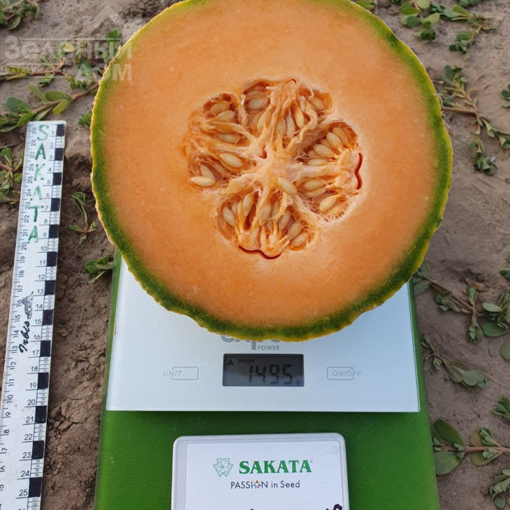 Талісман F1 / Talisman F1 фото 2