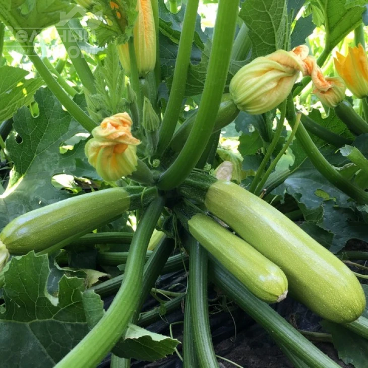 Аделия F1 / Adelia F1 фото 2