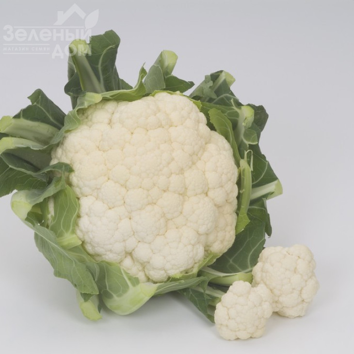 Церсі (Серсі)  F1 / Cercy F1,90-95 днів фото 1