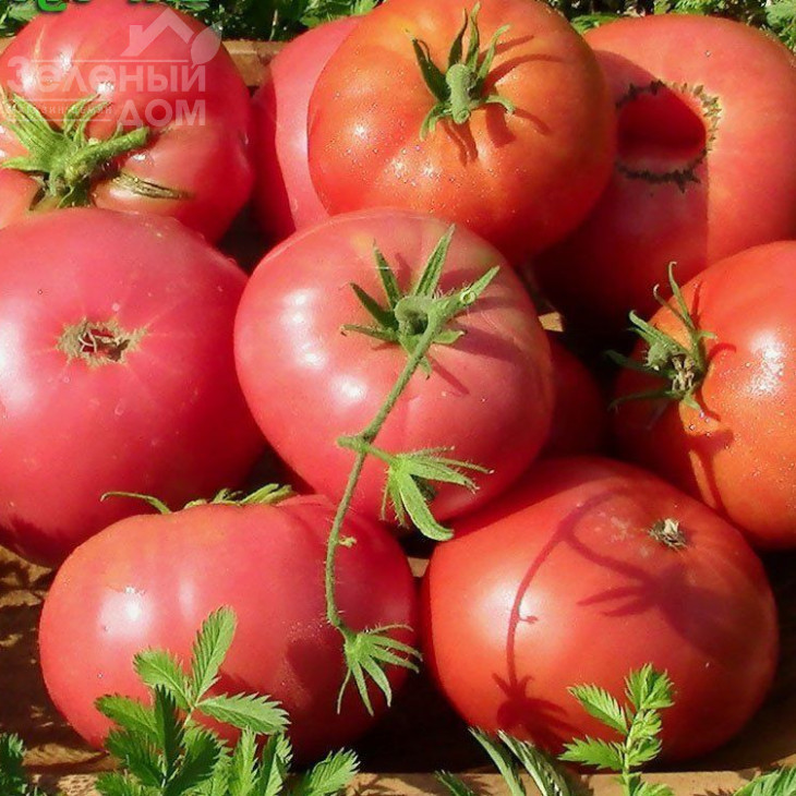 Пінк Топ F1 / Pink Top F1,70 - 75 днів фото 1