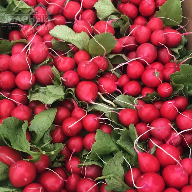 Сарита F1 / Sarita F1 фото 2