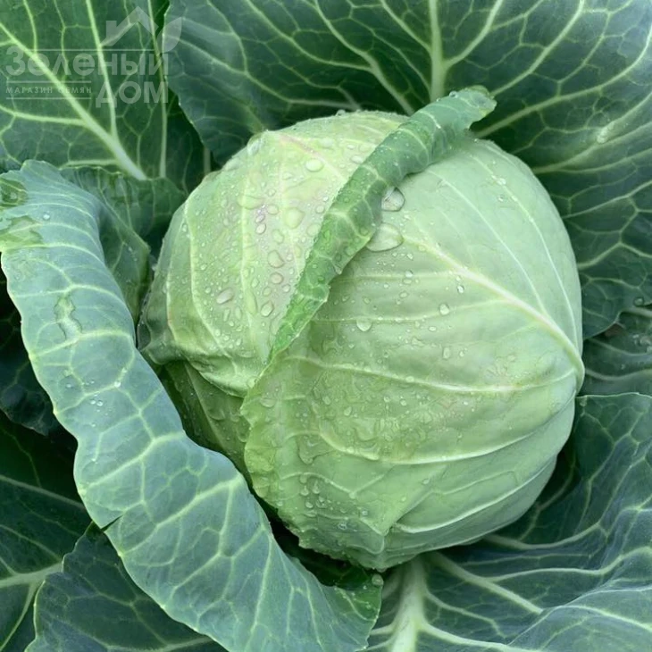 Радан F1 / Radan F1,58-62 дня фото 1