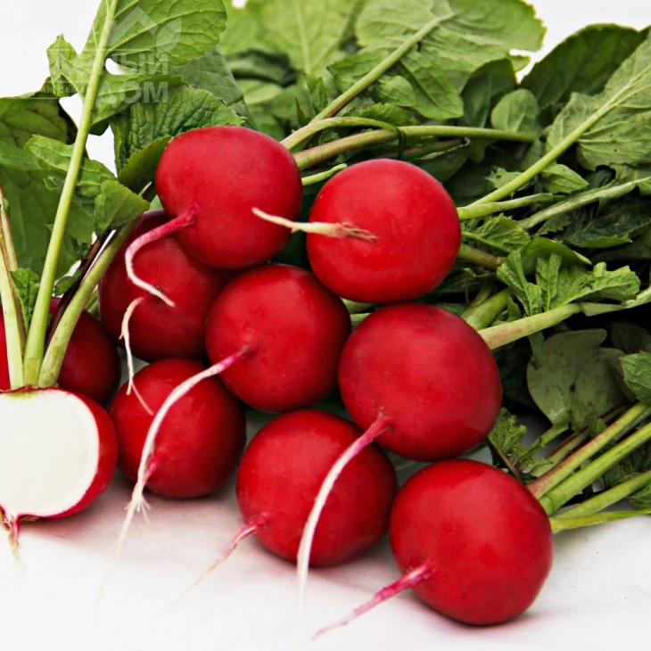 Элиза F1 / Eliza F1 (Премиум),20-30дней фото 2