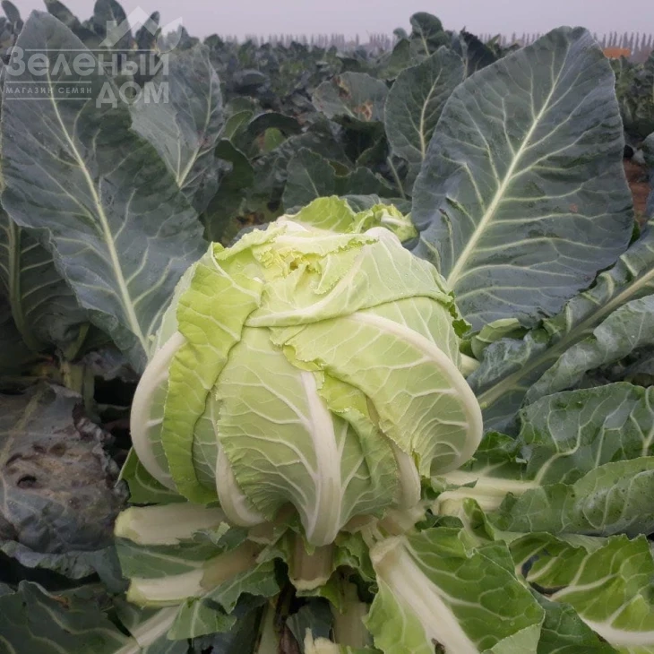 Ардент F1 / Ardent F1,80-85 дней фото 5