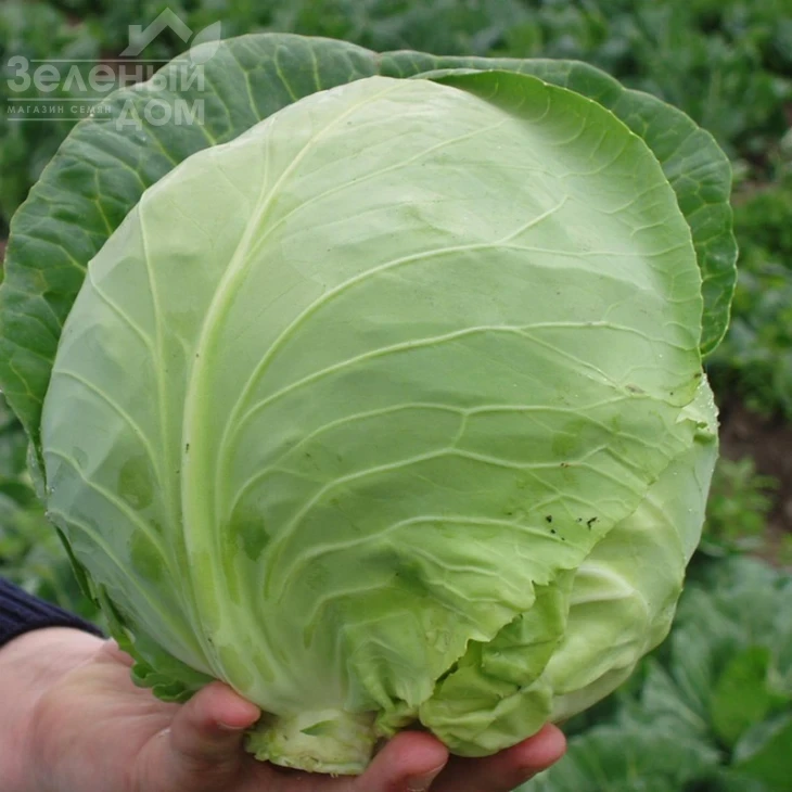 Оракл F1 / Oracle F1,55 дней фото 2