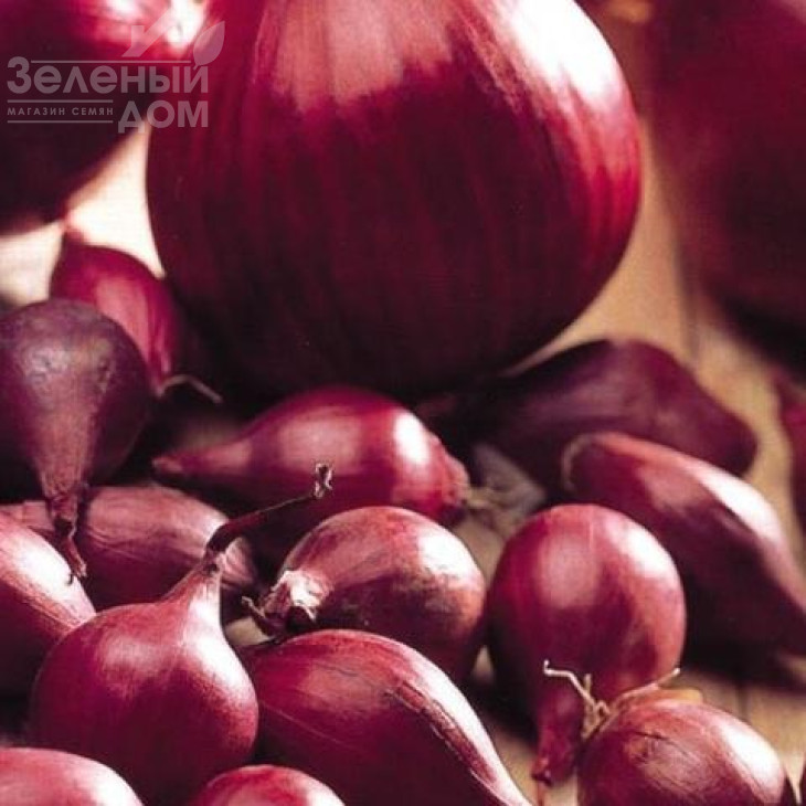 Ред Барон / Red Baron ,120-130 днів фото 4