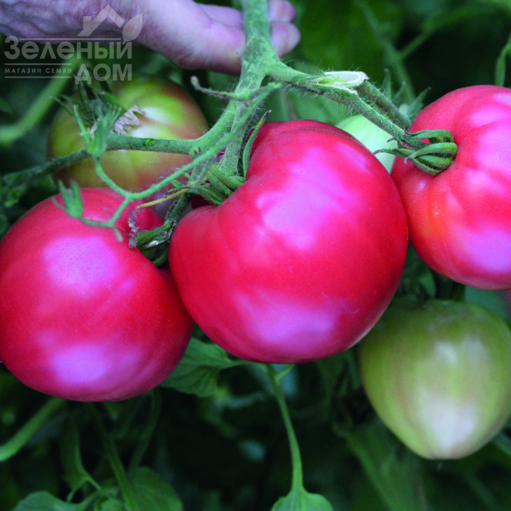 Пуркарський рожевий F1 / Purkaskiy rozovyi F1, 96-98 днів фото 1