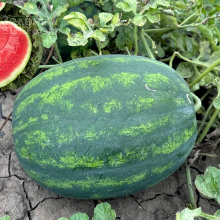 Люмен F1 / Lyumen F1, 62-68 дней фото 1