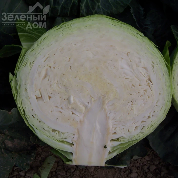 Мадисон F1 / Madison F1,115-120 дней фото 2