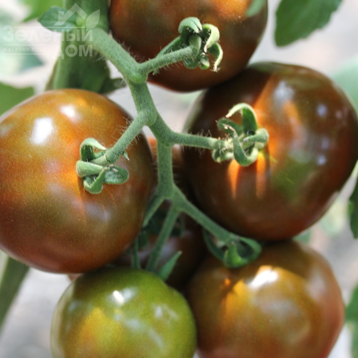 Будулай F1 / Budulai F1, 90-95 днів фото 1