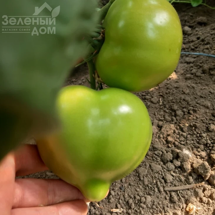 Никса F1 / Niksa F1, 65 -67 дней фото 3