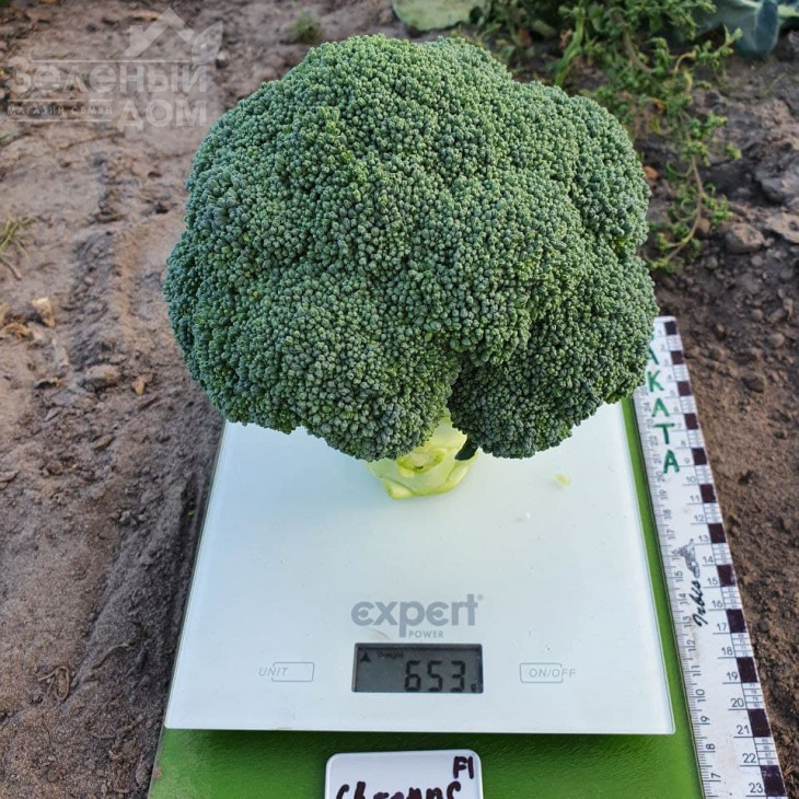 Хронос F1 / Khronos F1, 60-65 днів фото 3