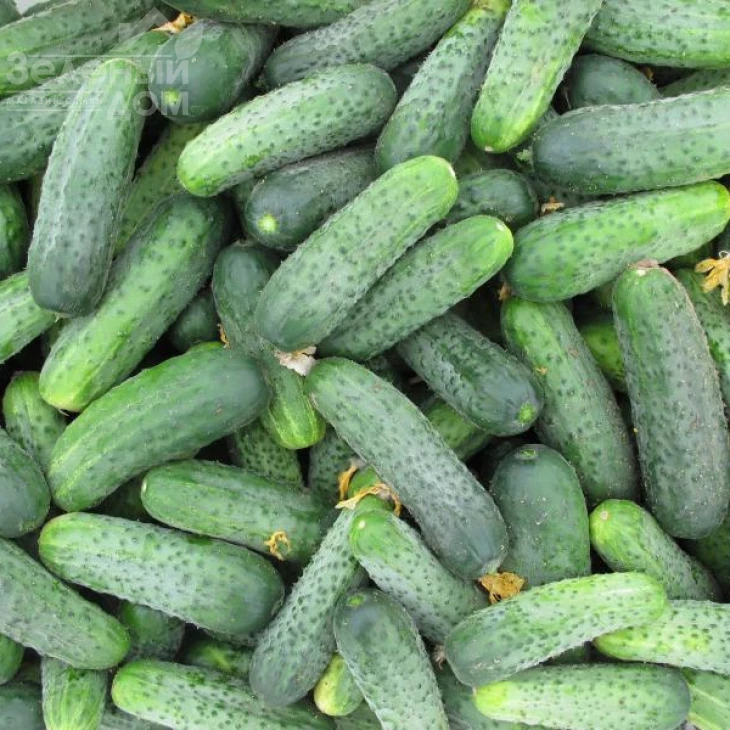 Спарта F1 / Sparta F1,40-42 дня фото 1