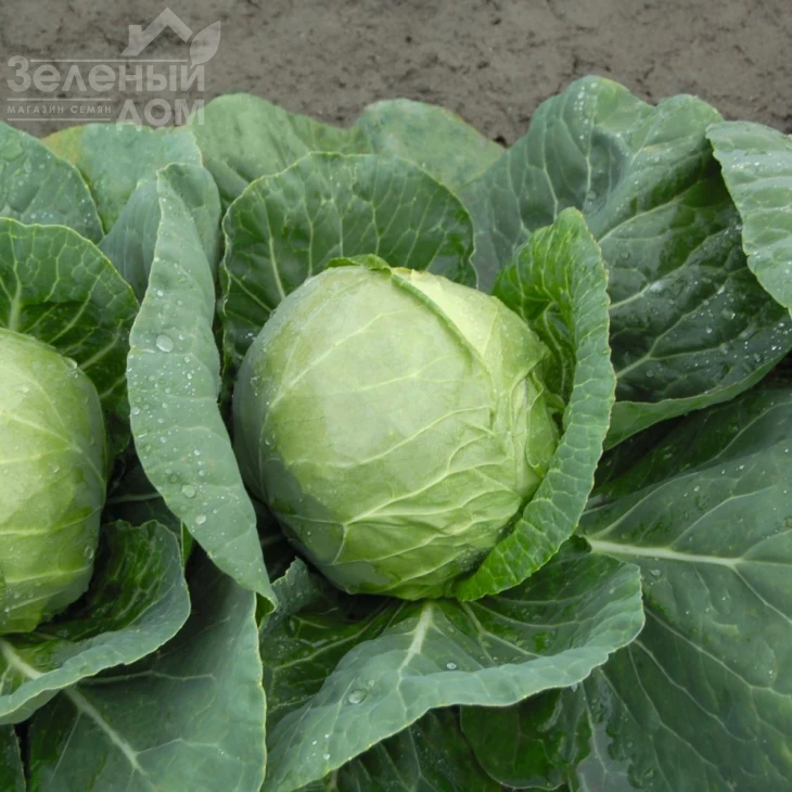 Катарина F1 / Katarina F1,54 дня фото 2