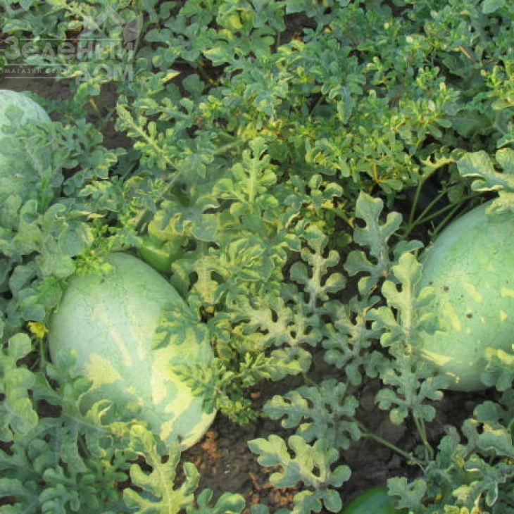 ЛС 1803 F1 / LS 1803 F1 фото 5