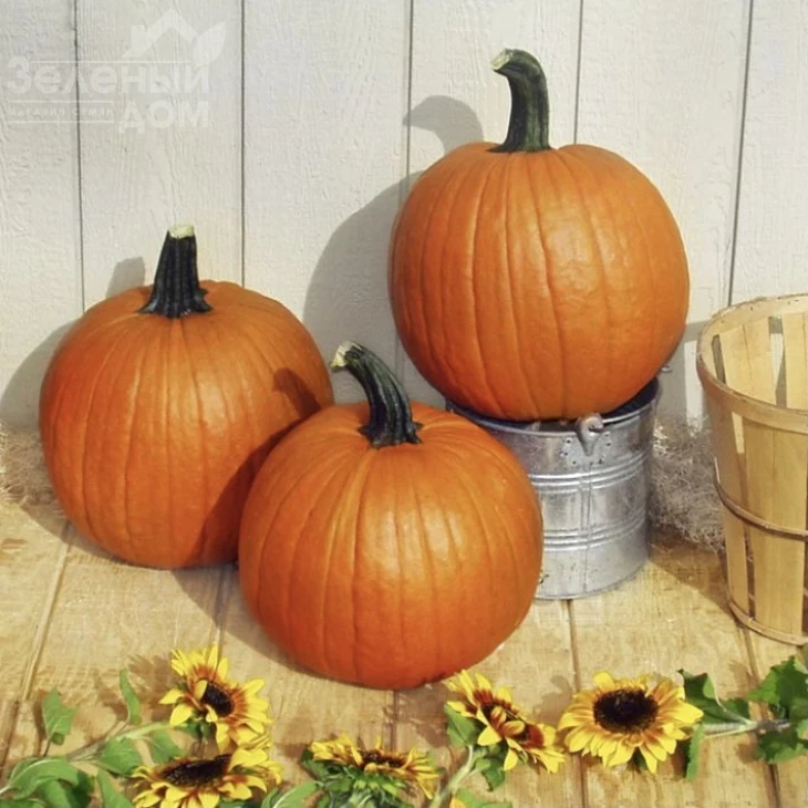 Гладиатор F1 / Gladiator F1, 110 дней фото 1