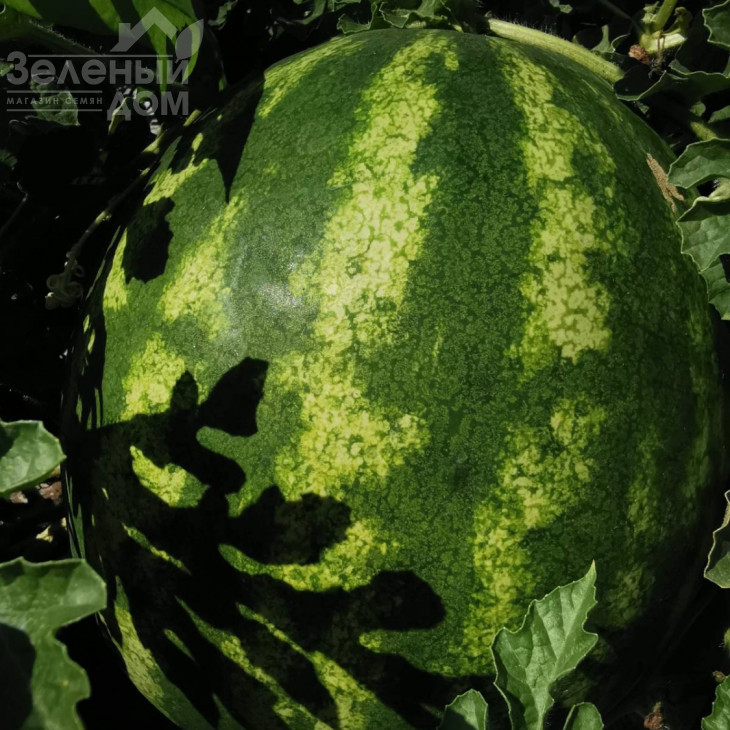 Тейтум (INX 1805) F1 / Taytum (INX 1805) F1,60-65 днів фото 1