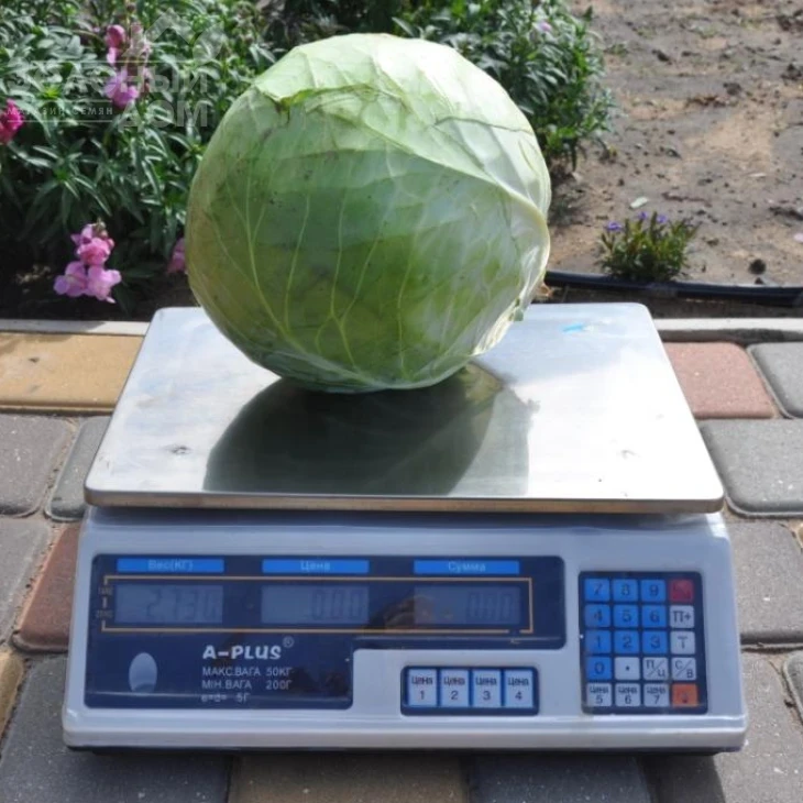 Арль F1 / Arl F1, 90-95 дней фото 1