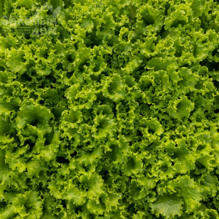 Афилион / Aphylion фото 2