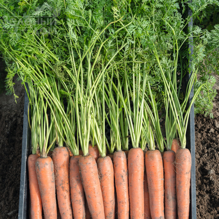 Бермуда F1 / Bermuda F1,104 дні фото 1