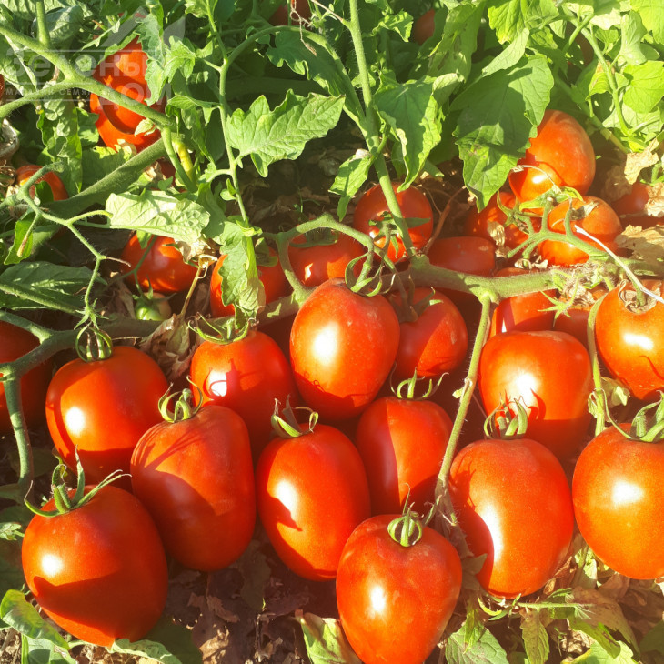 Велоз F1 / Veloz F1,85-90 днів фото 3