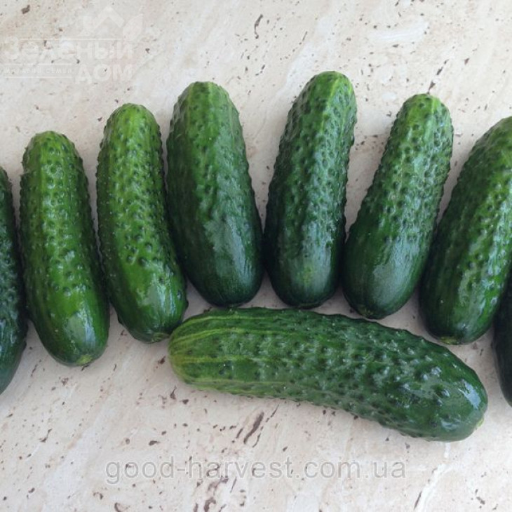 Роял F1 / Royal F1,48-50 днів фото 1