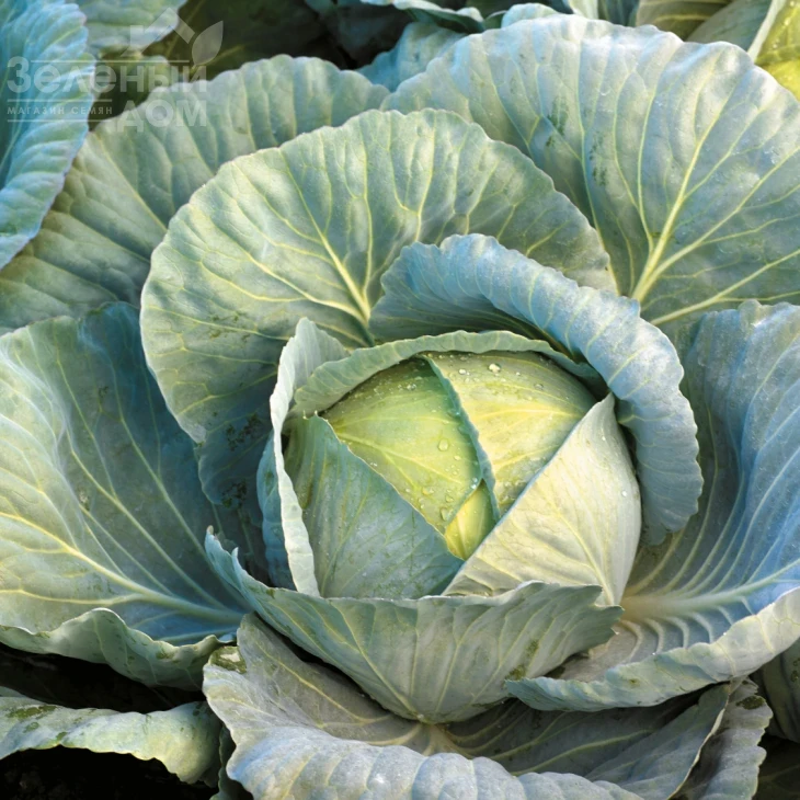 Кататор F1 / Katator F1,80-85 дней фото 2