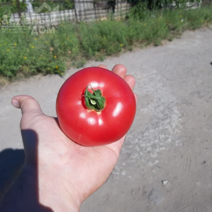 Селла F1 / Sella F1, 58-62 дня фото 5