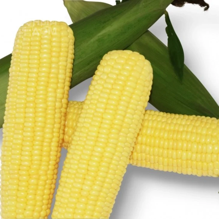 Шербет F1 / Sherbet F1,75-79 дней фото 1