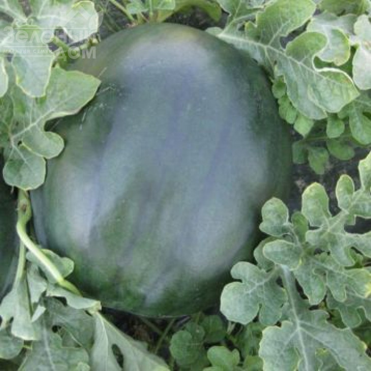 ЦРХ 10041 F1 / CRX 10041 F1 фото 1