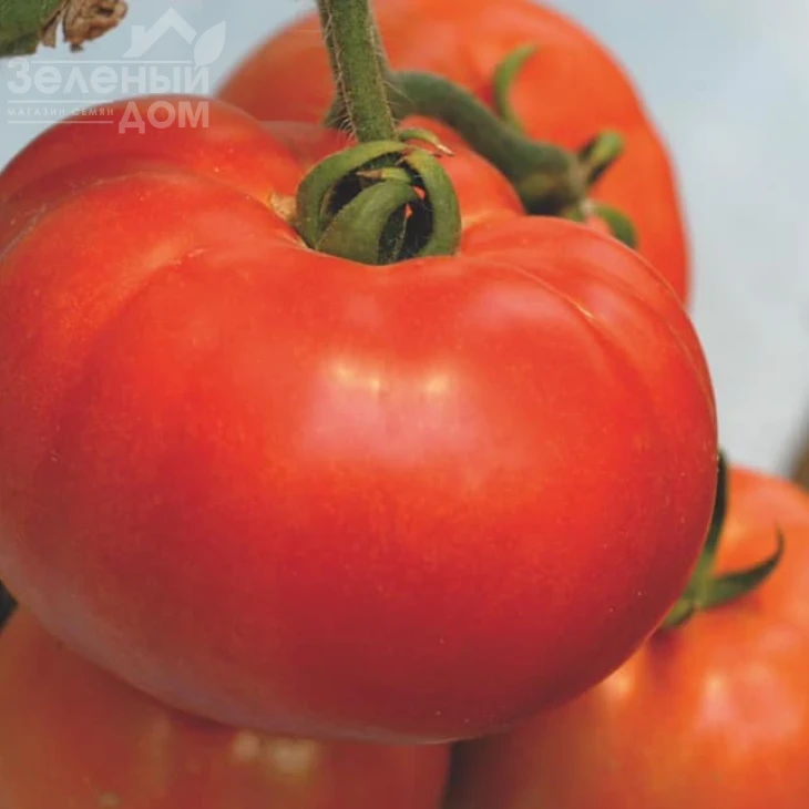 Берберана F1 / Berberana F1,90-100 дней фото 3